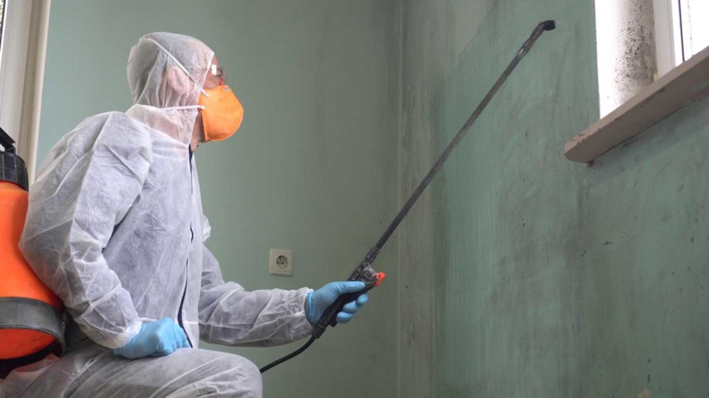 Benefits of Hiring a Mold Removal Company